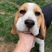 RUN FOREST RUN Królewska Zgraja