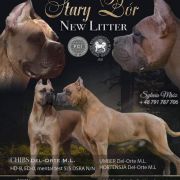 Izzy Sectum Patronum 