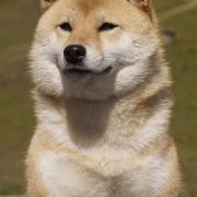 SHOSHI TAMAKO Subarashii (FCI)