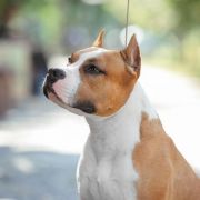 JEWEL MY HEART VIA FORTUNA