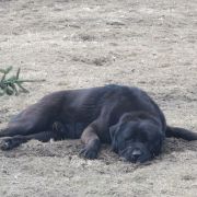 A LORD VADER Czarne Serca (FCI)