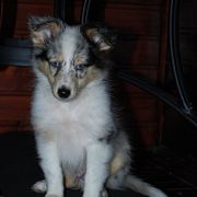 Shetland Sheepdog