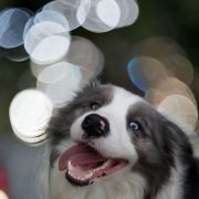 Groot ( Do Seixo Branco Groot [Esp]