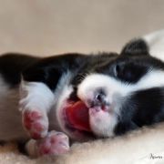 ASLAN Bella Picollo FCI 2