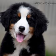 AMDROMEDA Sesto Senso 