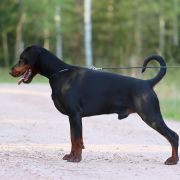 RANGER RON Błękitny Kanion FCI 