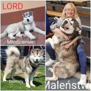 Luciano Lord Kingwolf