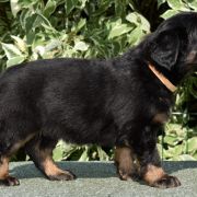 DENERIS Emerald Soul