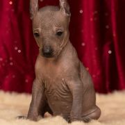 Lindoulainen One Silver