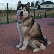 Laura Vasilyev Ostrov