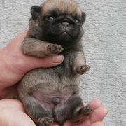 WIZYMIR Czar Olbrzyma