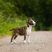 LUCKY BEAST IN TROUBLE FROM Fitbull