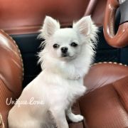 Daisy Princess Chi Lucky Charm