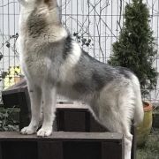 Arctic Melody (FCI) Silver Star