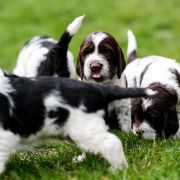 Lighhearted Gimli from Fellowship Of The Ring