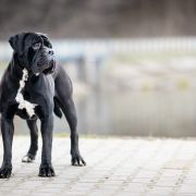 WIKTOR Insendiamento di Perle Nere 