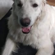 Hyrna z Borowej Stragi