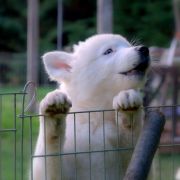 Seriihit z Jurajskiego Stoku