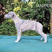 MADDEN Paka Czworaka