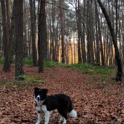 DINA Dream of joy FCI ,,YUKI