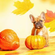 TEKLA Hokus Pokus z Perłowej