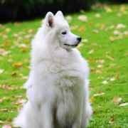 IVANKA Talyta Borealys