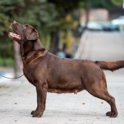 Monika Piece Of Soul