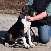 PROZERPINA Czar Olbrzyma