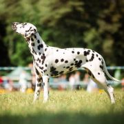 DUNCANSBY SPOTTED LORETTA