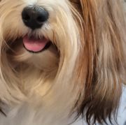 Fluffy Attraction BREATHTAKING FRANCESCA