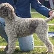 AURELIA Eminentia Canis