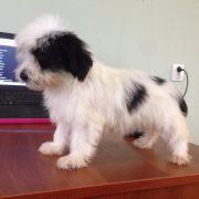 DASZEŃKA Dio Present