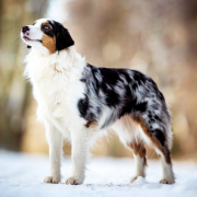 Red Rock ROLLING IN THE DEEP