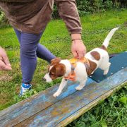 FREJA Winged Guardians FCI