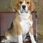 HULK HOGAN LA CASA DEMIANI