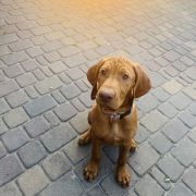 MOZART Mm`s Paws FCI