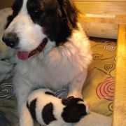 Wolta Stajnia Dzieci Wiatru