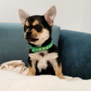 BORYS z Dorzecza FCI