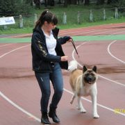 DESSI Rancho Amerdog