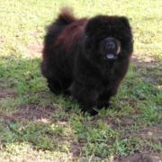 DIVA BLACK PEARL MONASIM DE ROMANIA