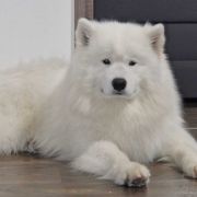 SAMSON MIGHTY STAR Silver from the North FCI 