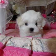 HARLEJ -Marbella en el corazon FCI