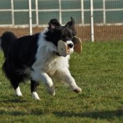 Windrift (FCI) DARE TO DREAM ,,MOLLIE