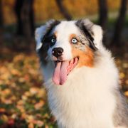 ЭЛИС БЛЮЗ ЕРЫСЬ