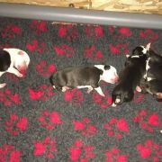 C' Litter Summer 2020