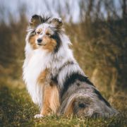 Owlland's BECAUSE I LOVE YOU