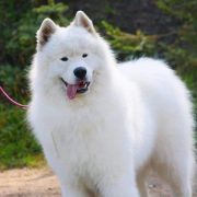 BORN TO WIN IZ MOSKOVSKAY METALY 