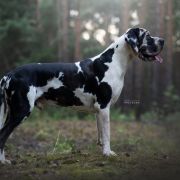 BEST CHOICE L'Odo Harmypatz