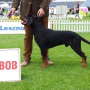 HALT (HAKER) Dziczy Łowca