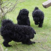 Alli, Azir, Amika, Ankaa